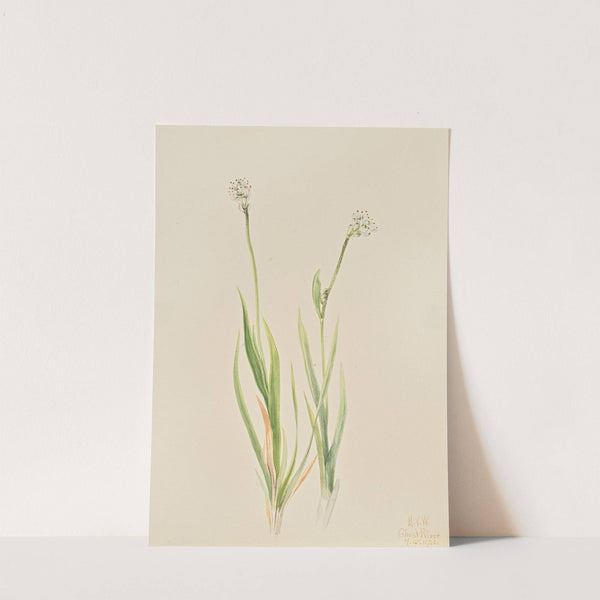 Bog-Asphodel (Tofieldia intermedia) (1920) by Mary Vaux Walcott