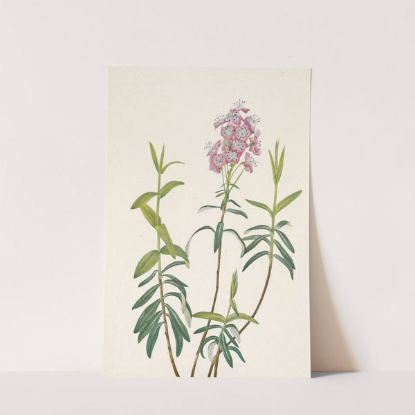 Bog Kalmia. Kalmia Polifolia (1925) by Mary Vaux Walcott
