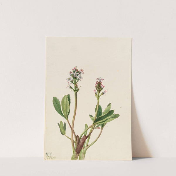 Bogbean (Menyanthes trifoliata) (1925) by Mary Vaux Walcott
