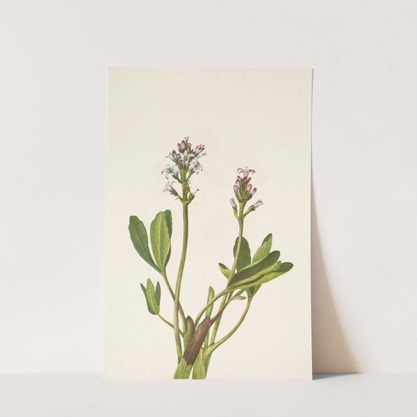 Bogbean. Menyanthes trifoliata (1925) by Mary Vaux Walcott