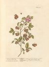 Bohea or peco tea