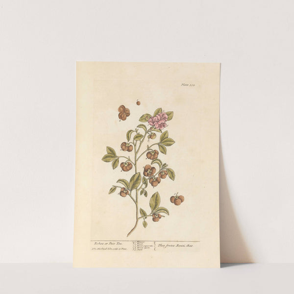 Bohea or peco tea by Elizabeth Blackwell