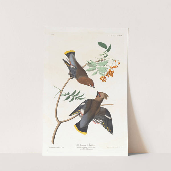 Bohemian chatterer by John James Audubon