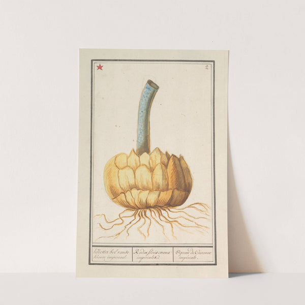 Bol van de keizerskroon (Fritillaria imperialis) (1596-1610) by Anselmus Boëtius de Boodt