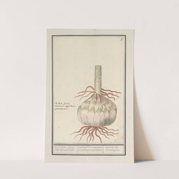 Bol van de rode lelie (Lilium) (1596-1610) by Anselmus Boëtius de Boodt