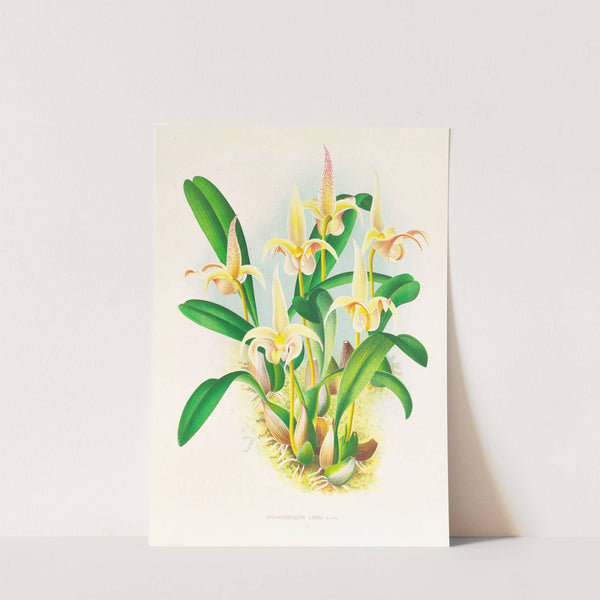 Bolbophyllum lobbi by Jean Jules Linden