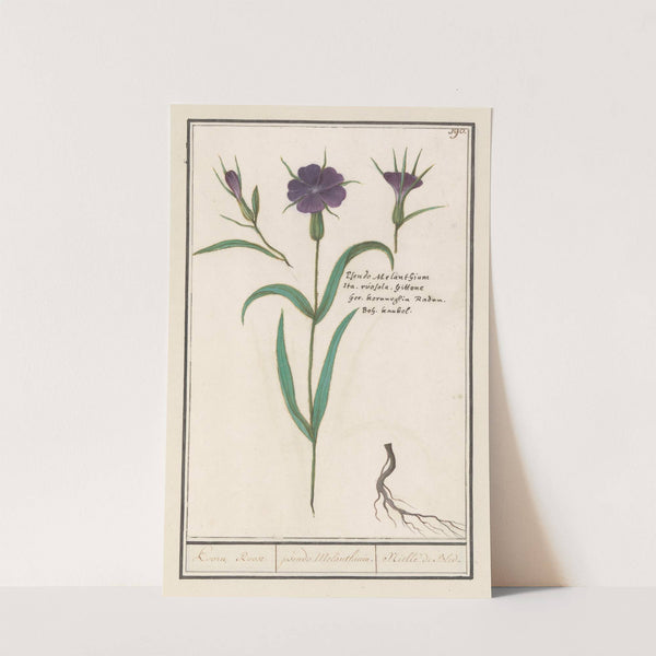 Bolderik (Agrostemma githago) Koorn Roose pseudo Melanthium. Niëlle de Bled (1596-1610) by Anselmus Boëtius de Boodt