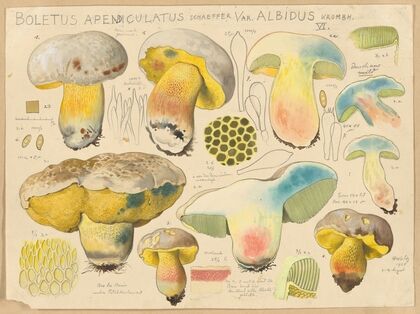 Boletus apendiculatus Schaeffer var. albidus Krombh. (1915-1945)