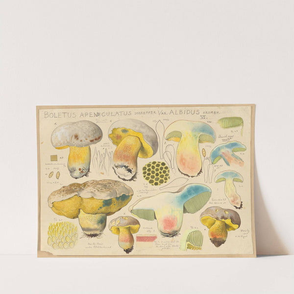 Boletus apendiculatus Schaeffer var. albidus Krombh. (1915-1945) by Hans Walty