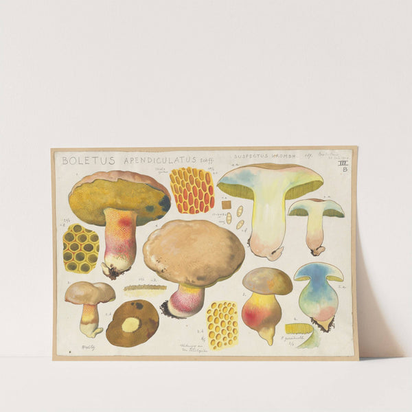 Boletus apendiculatus Schff. suspectus Krombh. (1915-1945) by Hans Walty