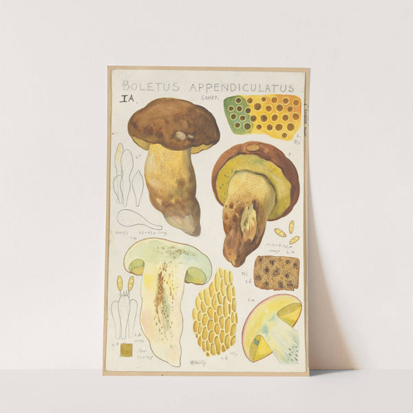 Boletus appendiculatus (1915-1945) by Hans Walty