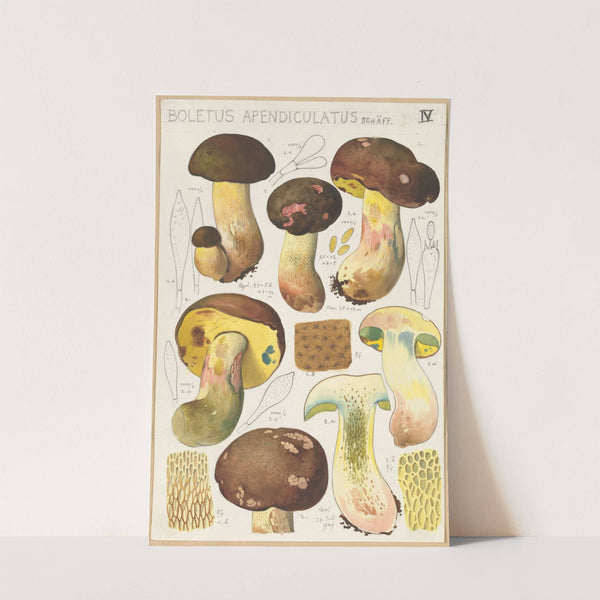 Boletus appendiculatus. (1915-1945) by Hans Walty