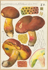 Boletus appendiculatus Schäff (1915-1945)