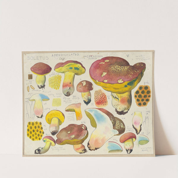 Boletus appendiculatus Schff. var. cerasinus Martin (1915-1945) by Hans Walty