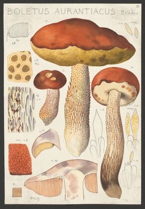 Boletus aurantiacum Bull. (1915-1945)