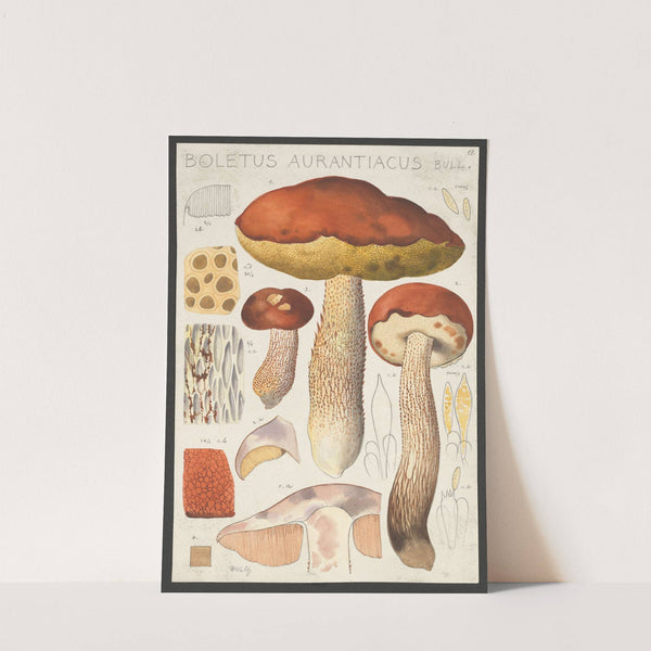 Boletus aurantiacum Bull. (1915-1945) by Hans Walty