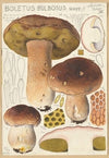 Boletus bulbosus (1915-1945)