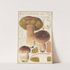 Boletus bulbosus (1915-1945) by Hans Walty