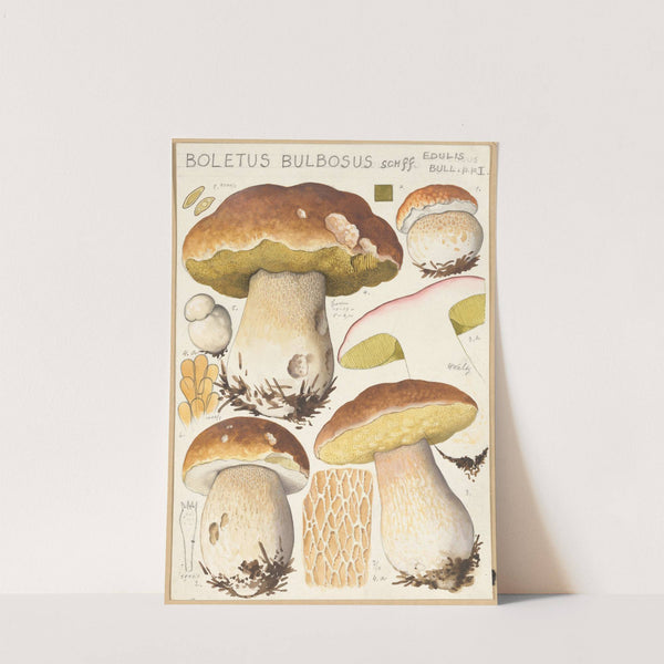 Boletus bulbosus Schff. (1915-1945) by Hans Walty