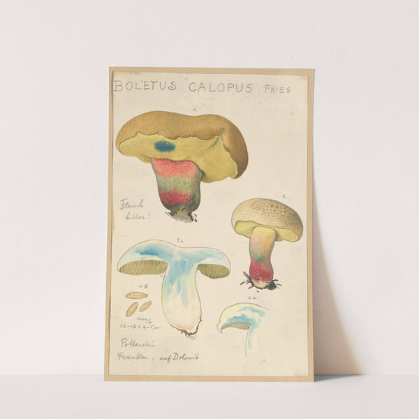 Boletus calopus (1915-1945) by Hans Walty