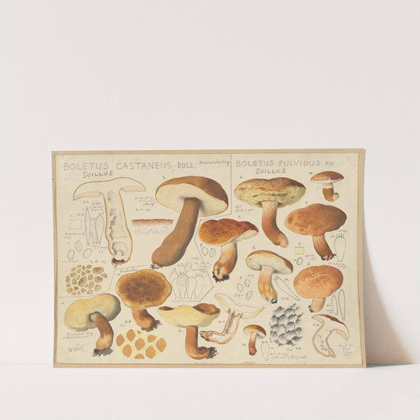 Boletus castaneus, Boletus fulvidus (1915-1945) by Hans Walty