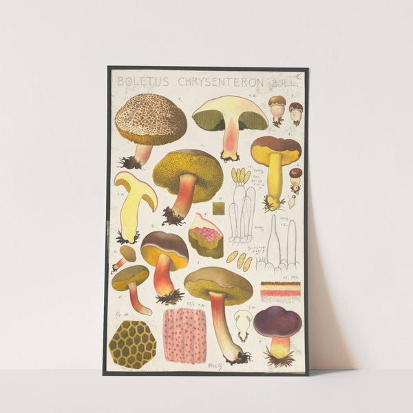 Boletus chrysenteron Bull (1915-1945) by Hans Walty