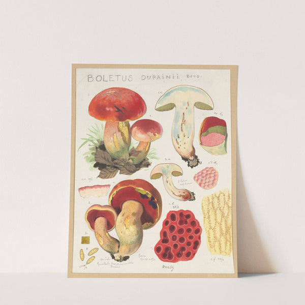 Boletus dupainii Boud. (1915-1945) by Hans Walty