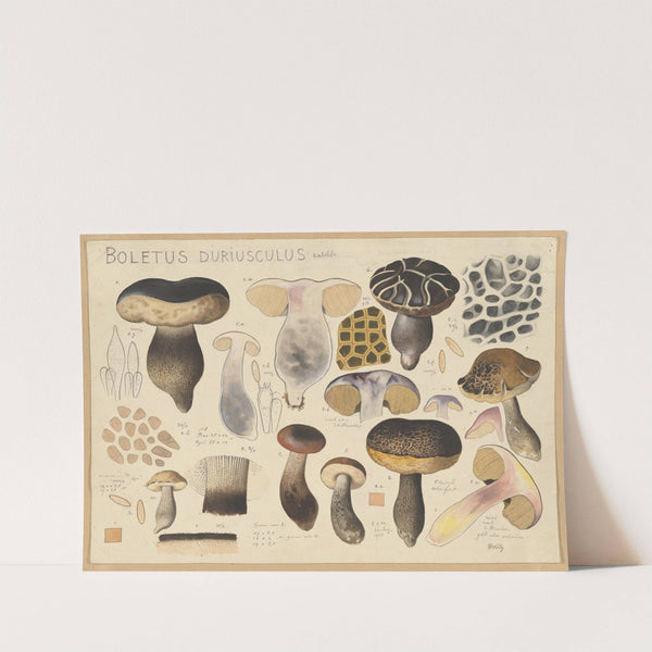 Boletus duriusculus Kalchbr. (1915-1945) by Hans Walty