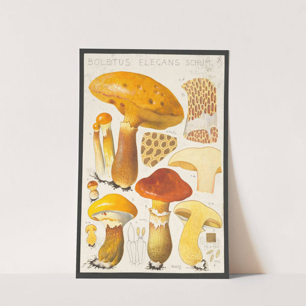 Boletus elegans Schum (1915-1945) by Hans Walty