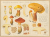 Boletus elegans Schum. (1915-1945)