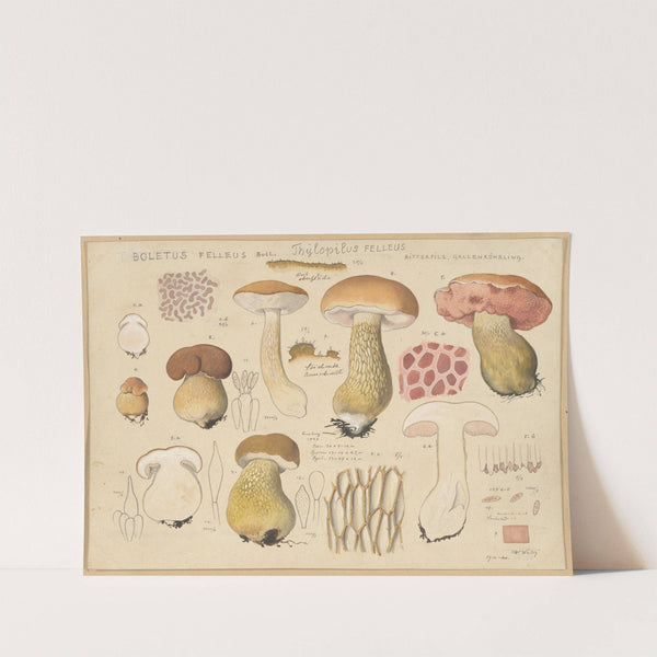 Boletus felleus Bull., Thylopilus felleus Fr. (1915-1945) by Hans Walty