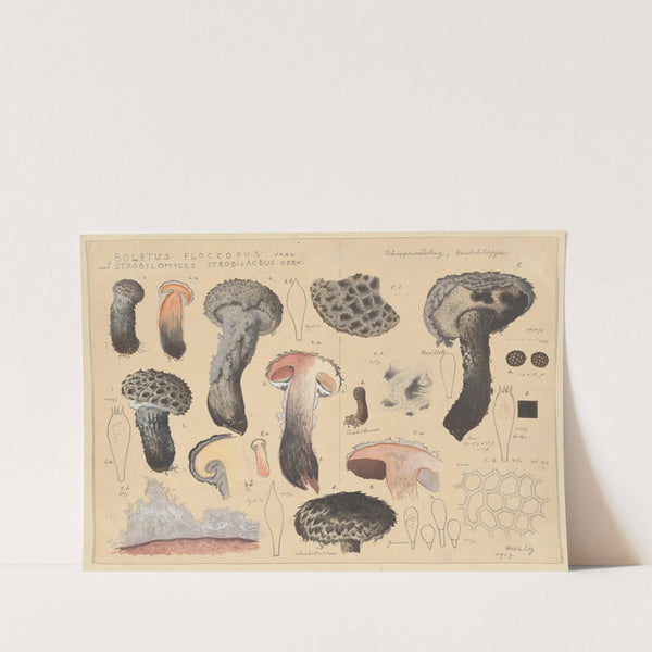 Boletus floccopus Vahl., Strobilomyces strobilaceus Berk. (1915-1945) by Hans Walty