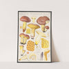 Boletus granulatus L (1915-1945) by Hans Walty