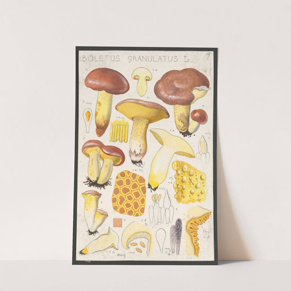 Boletus granulatus L (1915-1945) by Hans Walty