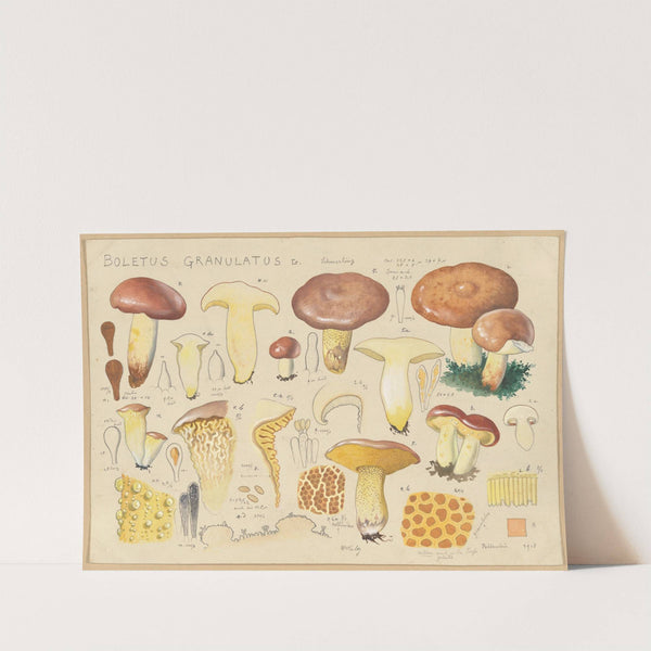 Boletus granulatus L. (1915-1945) by Hans Walty