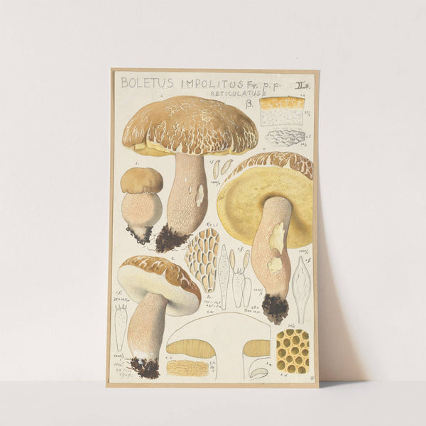 Boletus impolitus Fr. reticulatus (1915-1945) by Hans Walty