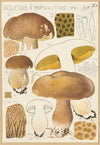 Boletus impolitus (1915-1945)