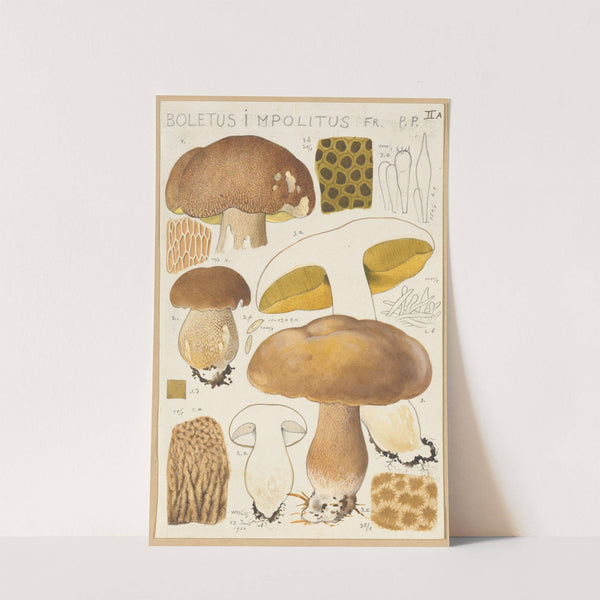 Boletus impolitus (1915-1945) by Hans Walty