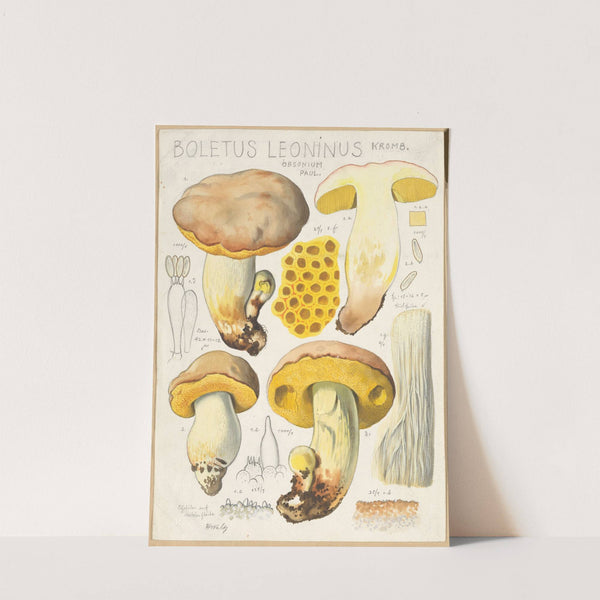 Boletus leoninus (1915-1945) by Hans Walty