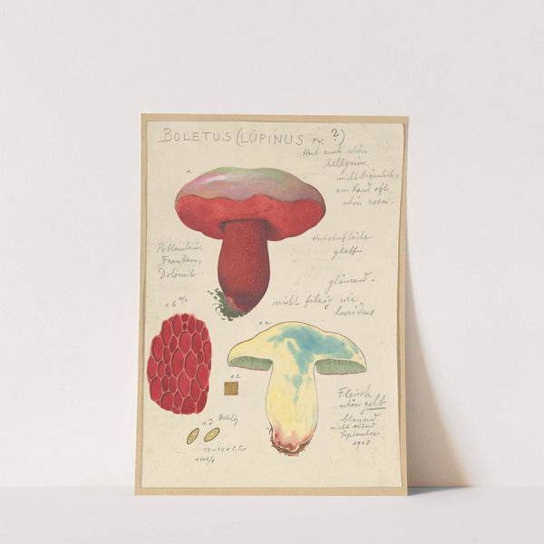 Boletus lupinus (1915-1945) by Hans Walty