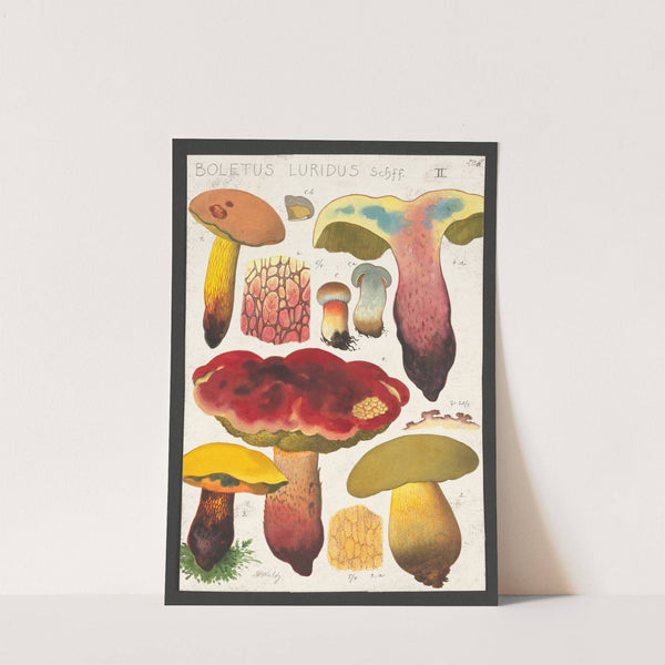 Boletus luridus Schaeffer (1915-1945) by Hans Walty