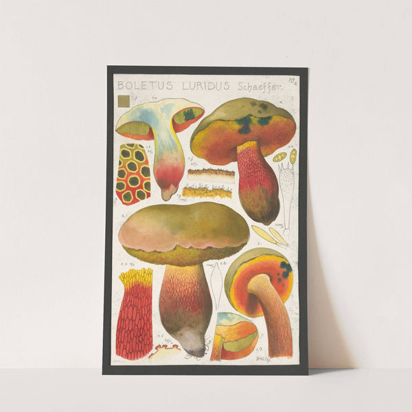 Boletus luridus Schaeffer. (1915-1945) by Hans Walty