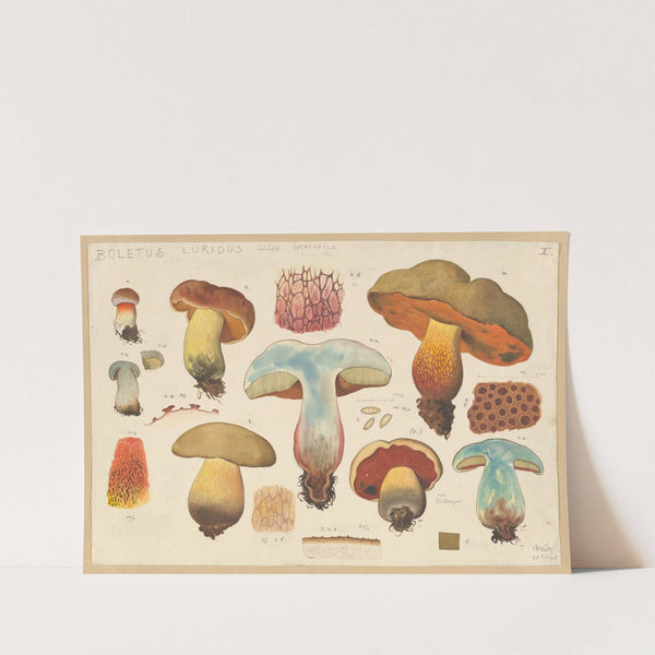 Boletus luridus Schäff. (1915-1945) by Hans Walty