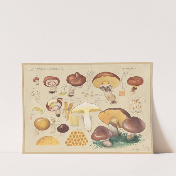 Boletus luteus L. (1915-1945) by Hans Walty