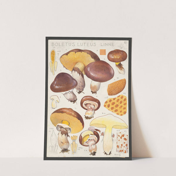 Boletus luteus Linné. (1915-1945) by Hans Walty