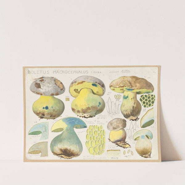 Boletus macrocephalus Leuba (1915-1945) by Hans Walty