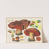 Boletus miniatoporus Secr. (1915-1945) by Hans Walty