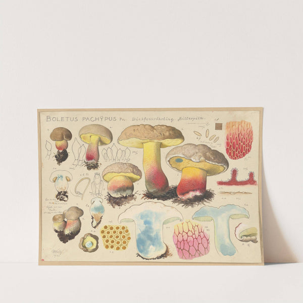 Boletus pachypus Fr. (1915-1945) by Hans Walty