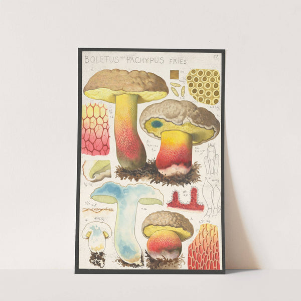 Boletus pachypus Fries. (1915-1945) by Hans Walty