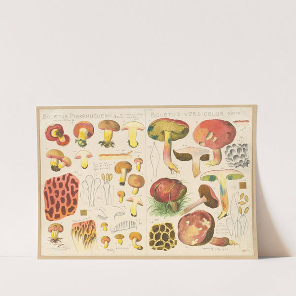 Boletus pierrhuguesii, Boletus versicolor (1915-1945) by Hans Walty